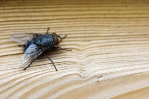 vliegenramen dienen als bescherming tegen insecten